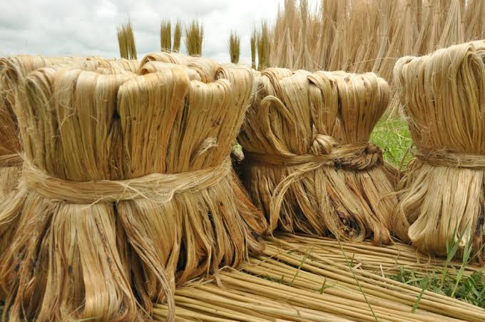 Jute at a glance: bales of jute ready for shipment to factories 