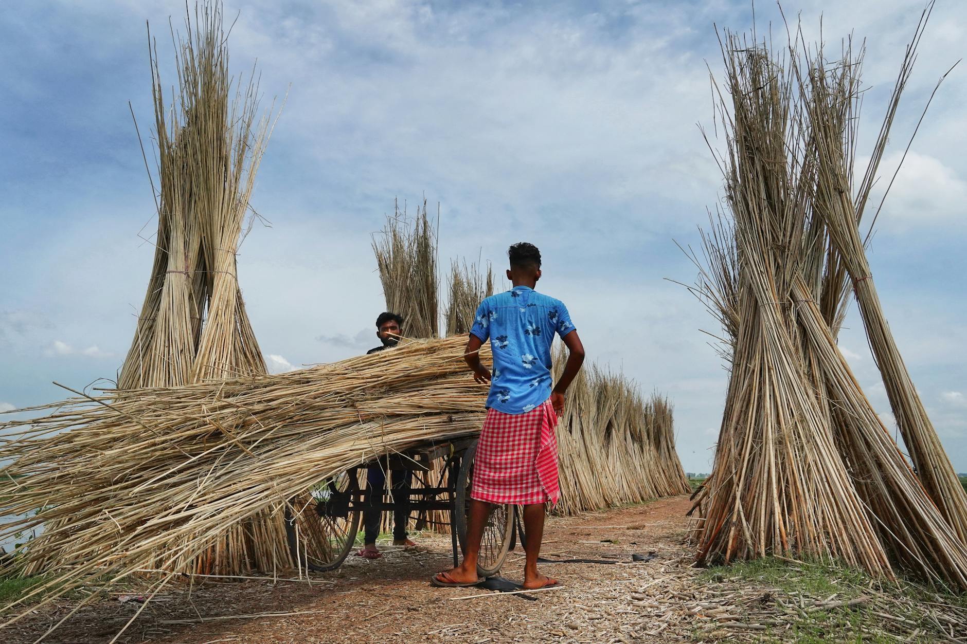 the low carbon footprint of jute begins with men harvesting and gathering jute in the fields